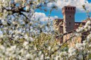 Festa dei Ciliegi in Fiore (Vignola)