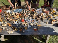 Un magico viaggio nel regno dei funghi