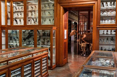 Museum of zoology and comparativa anatomy