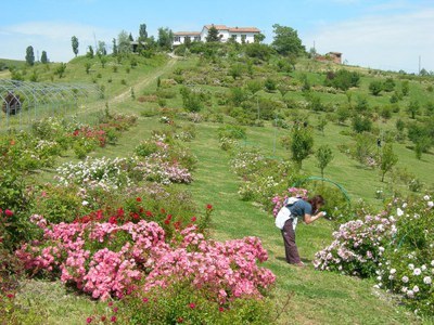 Modena through flowers, herbs, rose petals