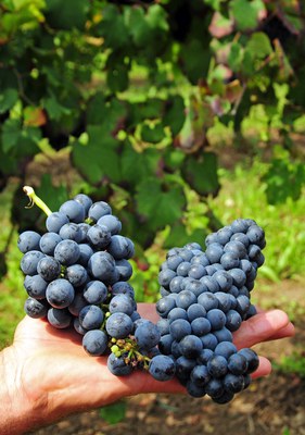 Grappoli d'uva da lambrusco. , ph. Pedro Grifol.JPG