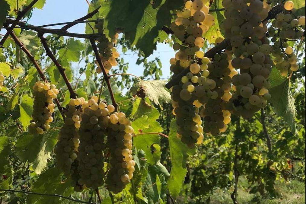 Natural wines and authentic flavors - Tasty Weekends Special