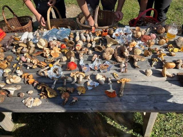 Un magico viaggio nel regno dei funghi