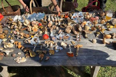 Un magico viaggio nel regno dei funghi