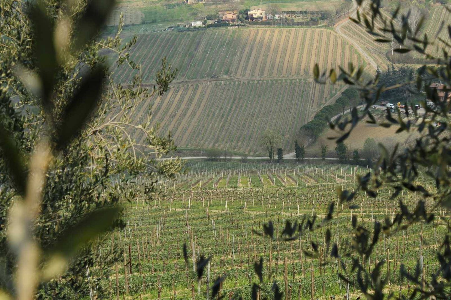 Wines and tradition between vineyard and cellar - Tasty Weekends Special