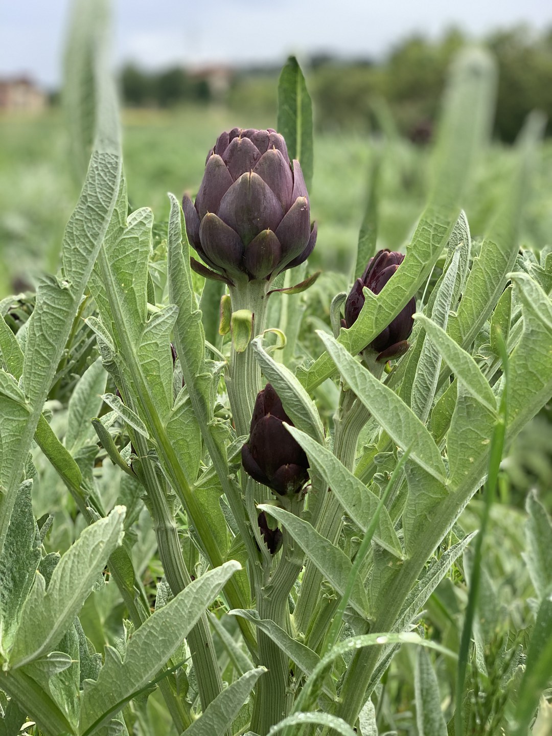 S. Luca's purple artichoke