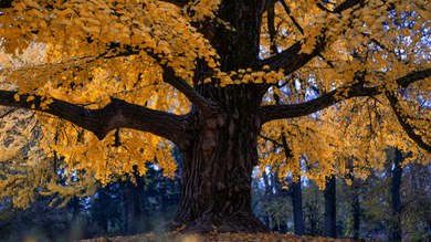 Formigine, albero autunno, ph.  Nacchio Brothers.jpg
