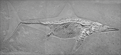 MUSEUM OF PALEONTOLOGY