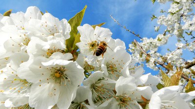 Cherry Blossom Festival (Vignola)