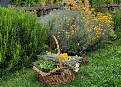 Aromatiche che passione