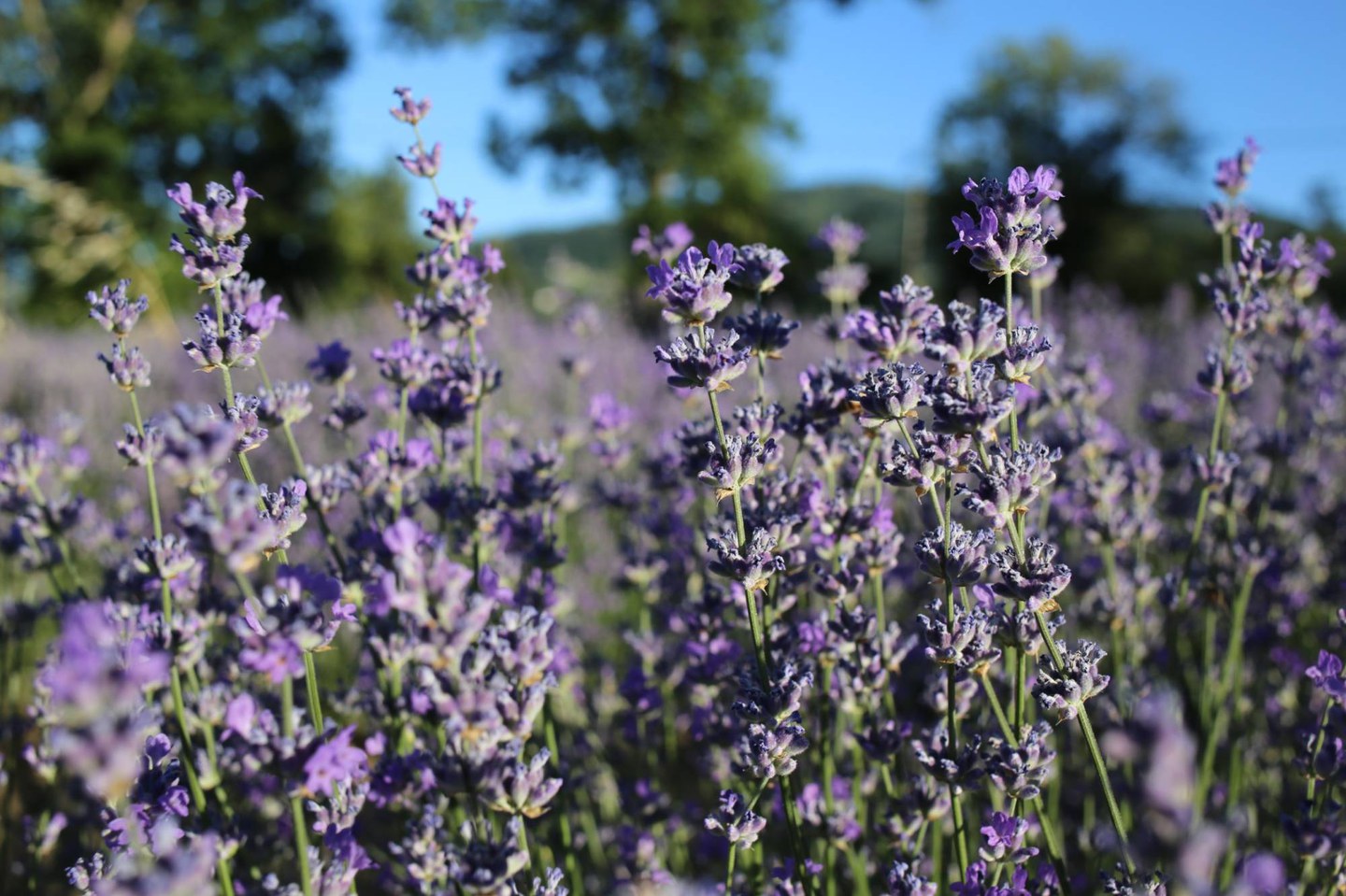 Creazioni con la lavanda - Cimone Slow