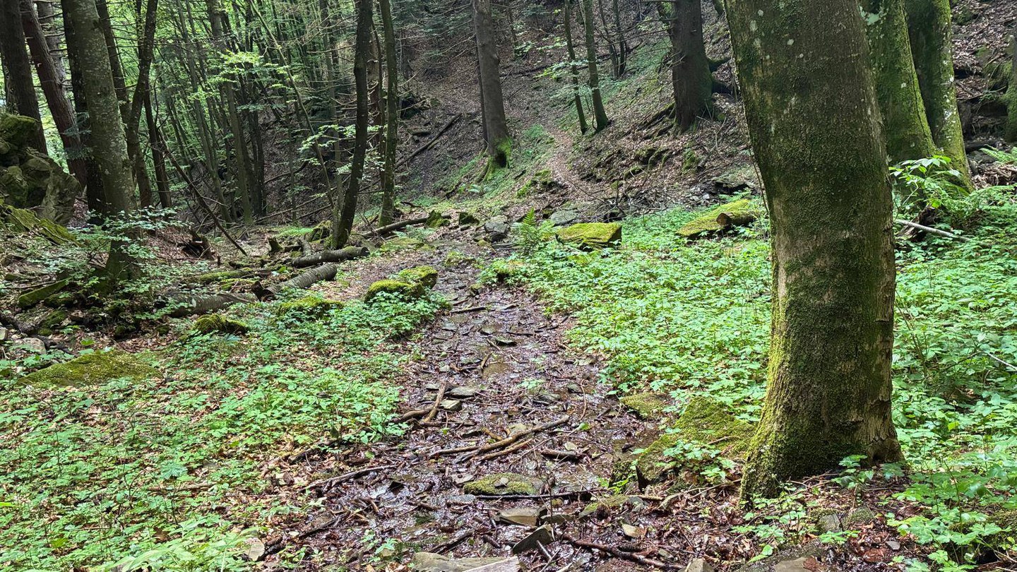 Immersione Forestale: rallentiamo e risvegliamo i nostri sensi - Modena Slow