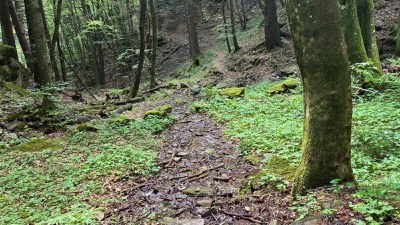 Immersione Forestale - Modena Slow