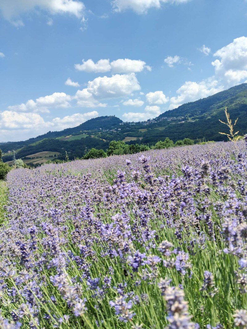 Image Gallery 0