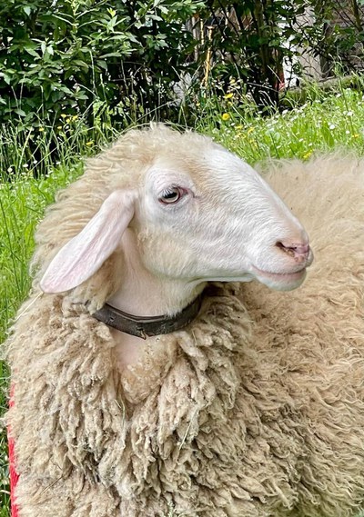 Pastore per un giorno - Cimone Slow