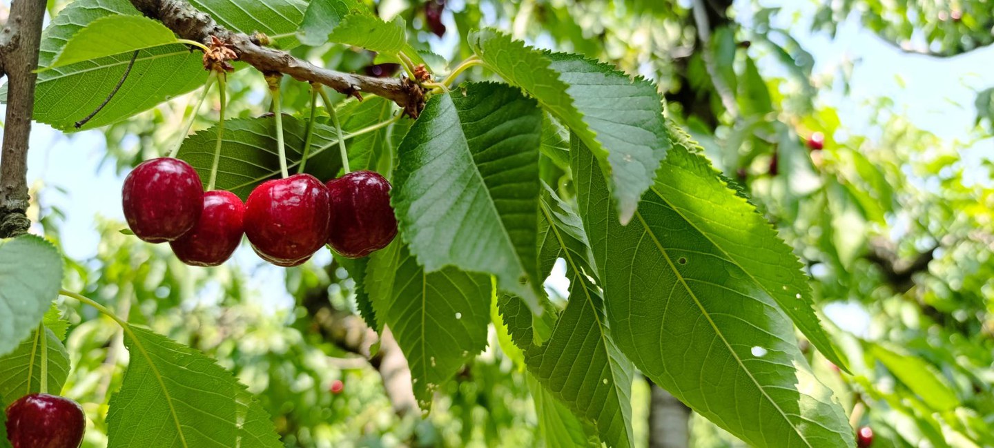 Trekking: Evviva le Ciliegie Modena Slow