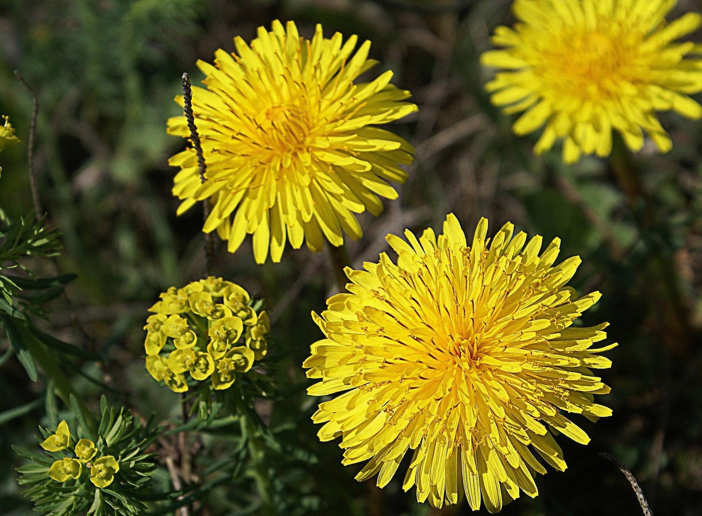 Una passeggiata nel benessere: tra piante officinali, aromatiche ed infusi - Cimone Slow