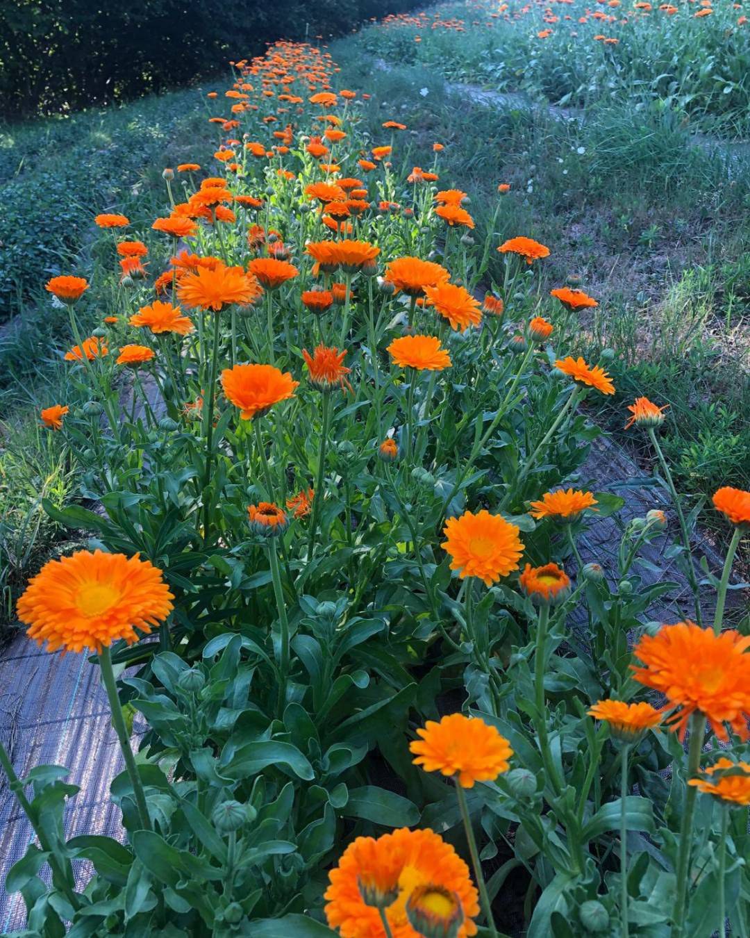 Una passeggiata nel benessere: tra piante officinali, aromatiche ed infusi - Cimone Slow