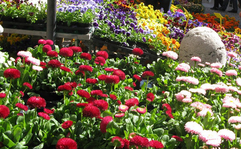 Modena in fiore - primavera