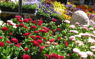 Modena in fiore - primavera