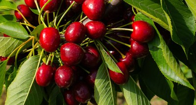 Vignola è tempo di ciliegie