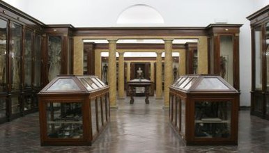 Museo Anatomia.jpg