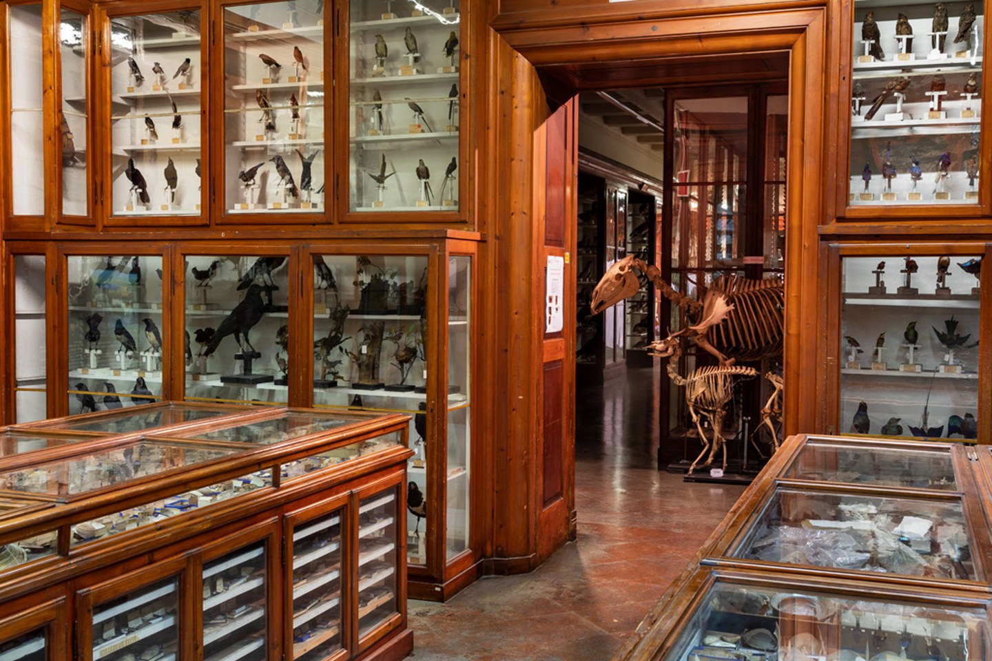 Museo di zoologia e anatomia comparata