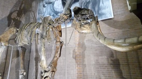 il Museo dell’Elefante