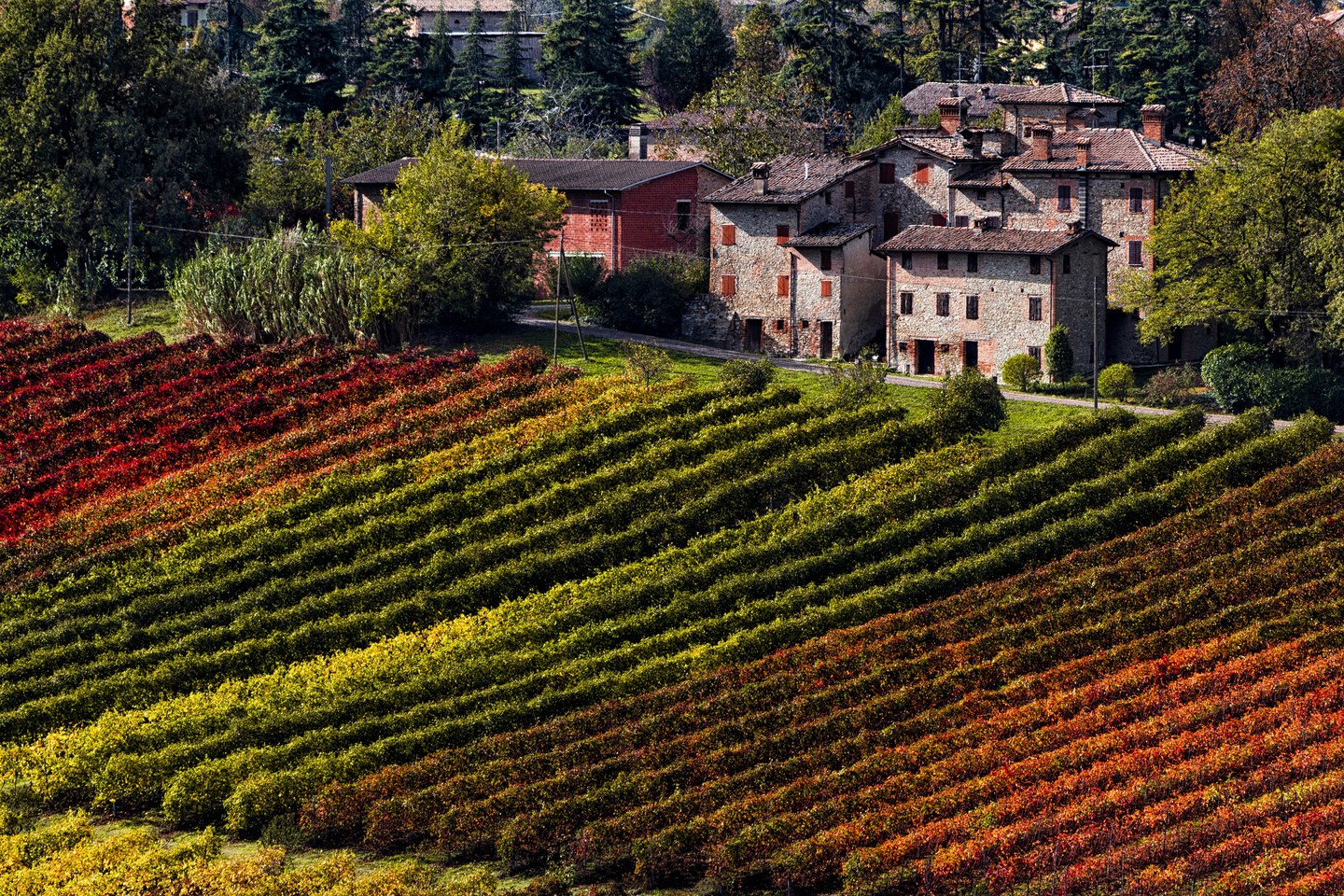 L'autunno è la stagione indiscussa del foliage: gli alberi intorno a noi cambiano le loro chiome e quello a cui assistiamo lungo le strade della nostra città è incredibile.