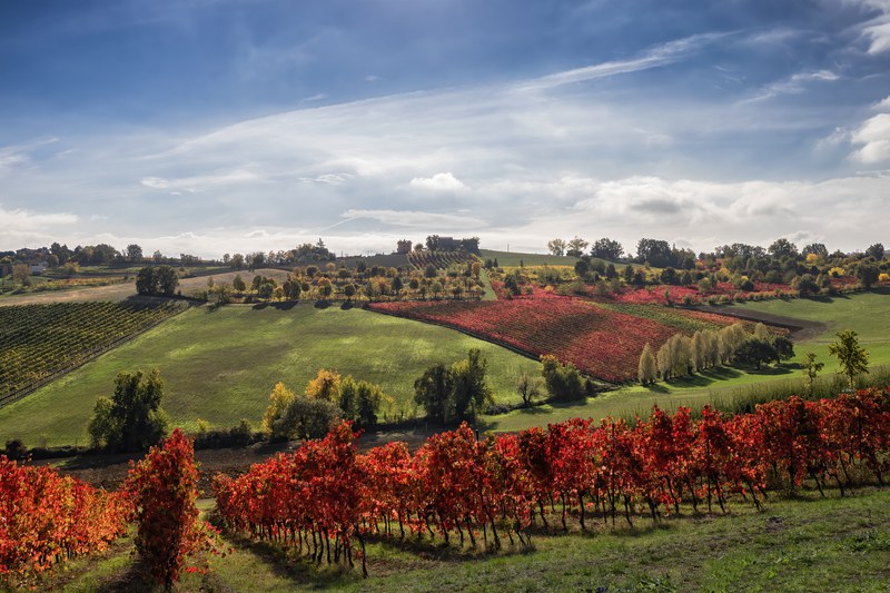 Parco Giardino Ducale Estense , Villa Aggazzotti, Le colline del Lambrusco Grasparossa